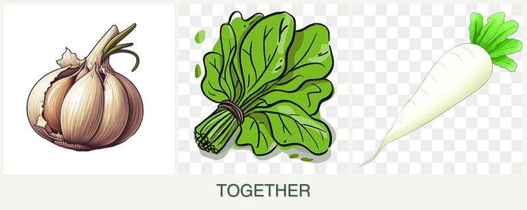 Can you plant garlic, spinach and radishes together?
