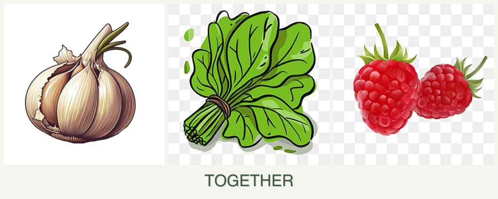 Can you plant garlic, spinach and raspberries together?