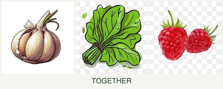 Can you plant garlic, spinach and raspberries together?