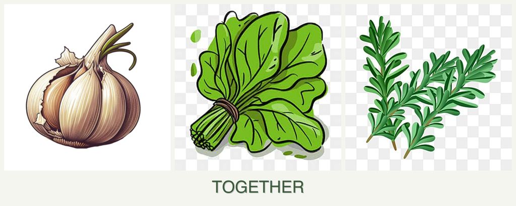 Can you plant garlic, spinach and rosemary together?