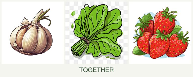 Can you plant garlic, spinach and strawberries together?