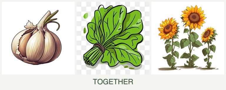 Can you plant garlic, spinach and sunflowers together?