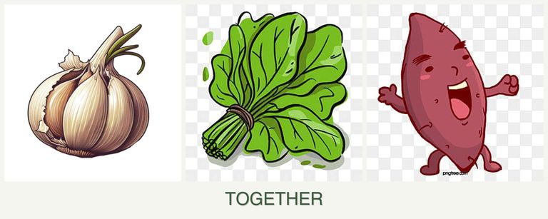 Can you plant garlic, spinach and sweet potatoes together?