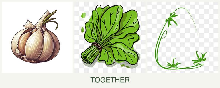 Can you plant garlic, spinach and tarragon together?
