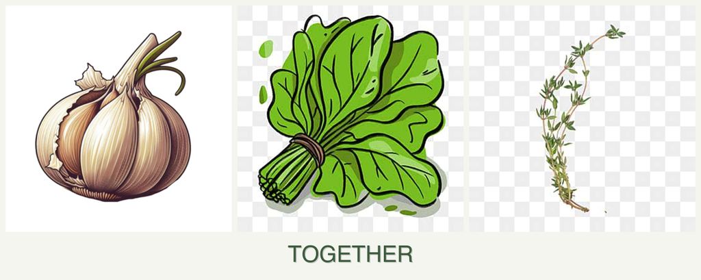 Can you plant garlic, spinach and thyme together?