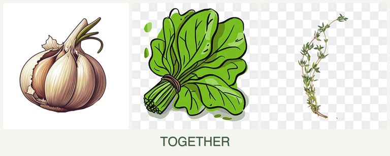 Can you plant garlic, spinach and thyme together?