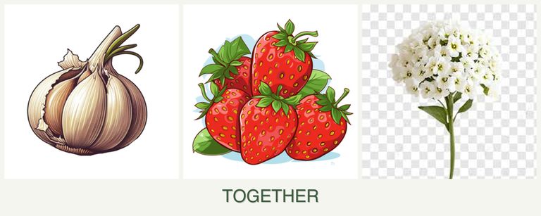 Can you plant garlic, strawberries and alyssum together?