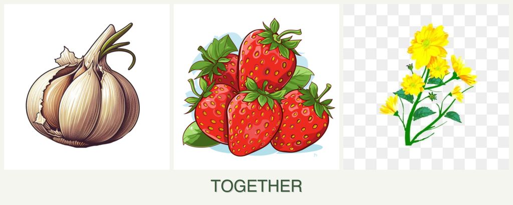 Can you plant garlic, strawberries and calendula together?