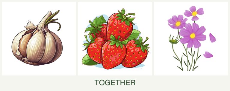 Can you plant garlic, strawberries and cosmos together?