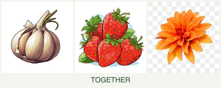 Can you plant garlic, strawberries and dahlias together?