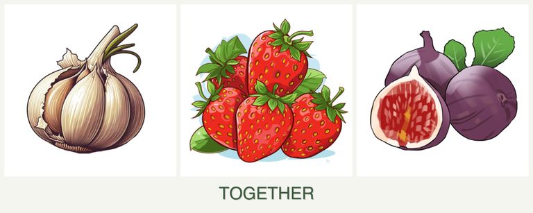 Can you plant garlic, strawberries and figs together?