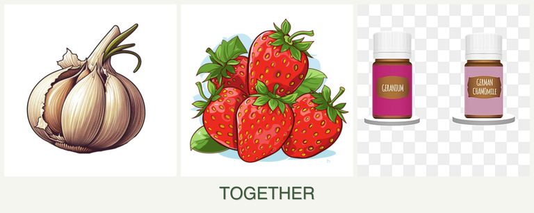 Can you plant garlic, strawberries and geraniums together?