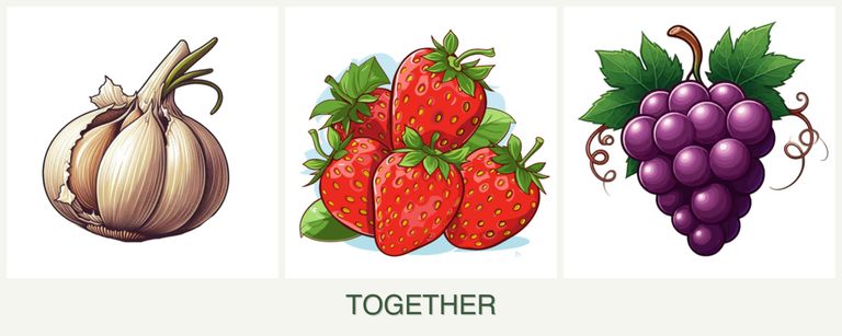 Can you plant garlic, strawberries and grapes together?
