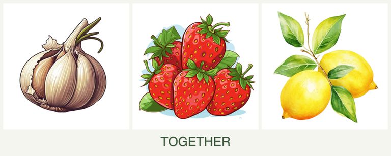 Can you plant garlic, strawberries and lemons together?