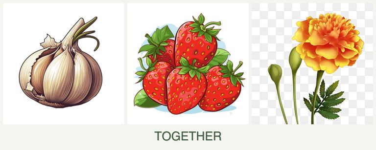 Can you plant garlic, strawberries and marigolds together?