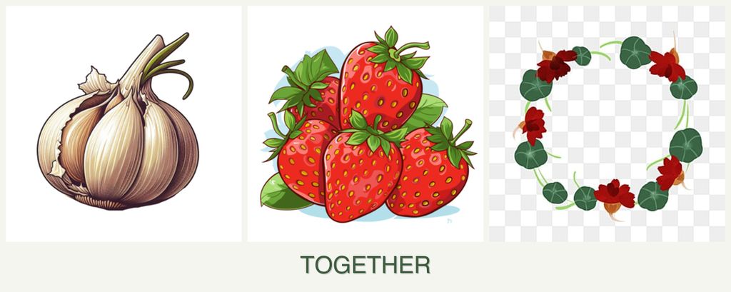 Can you plant garlic, strawberries and nasturtiums together?