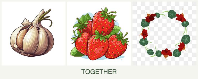 Can you plant garlic, strawberries and nasturtiums together?
