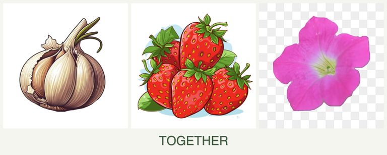 Can you plant garlic, strawberries and petunias together?