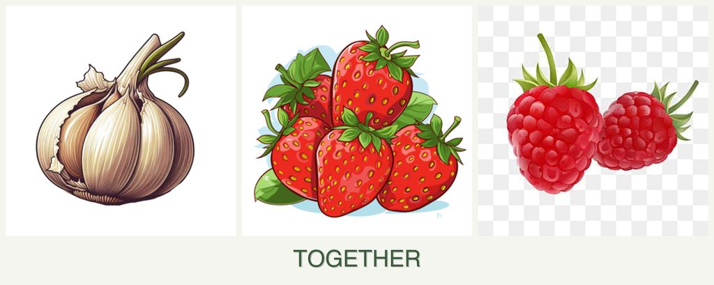 Can you plant garlic, strawberries and raspberries together?