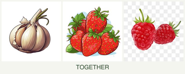 Can you plant garlic, strawberries and raspberries together?