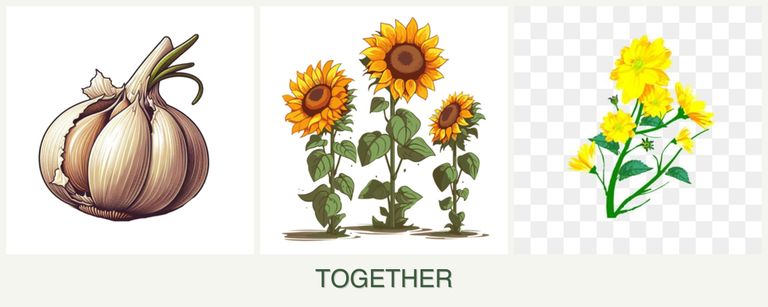 Can you plant garlic, sunflowers and calendula together?