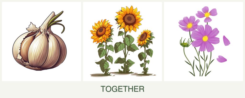 Can you plant garlic, sunflowers and cosmos together?