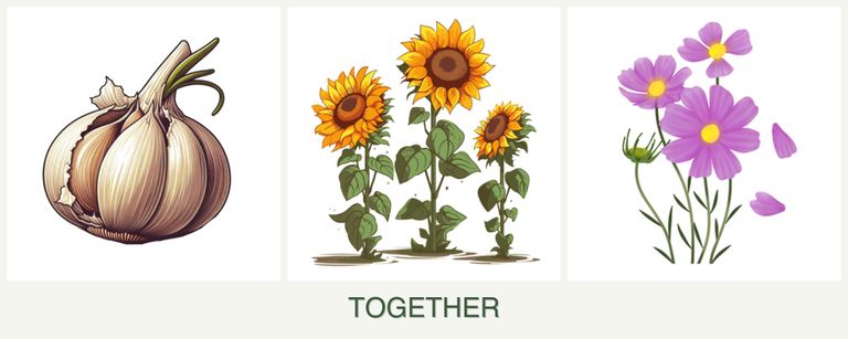 Can you plant garlic, sunflowers and cosmos together?