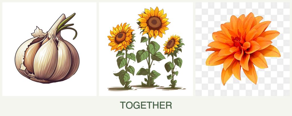 Can you plant garlic, sunflowers and dahlias together?