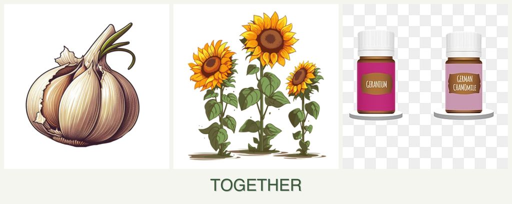 Can you plant garlic, sunflowers and geraniums together?