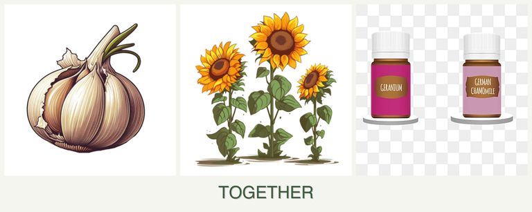 Can you plant garlic, sunflowers and geraniums together?