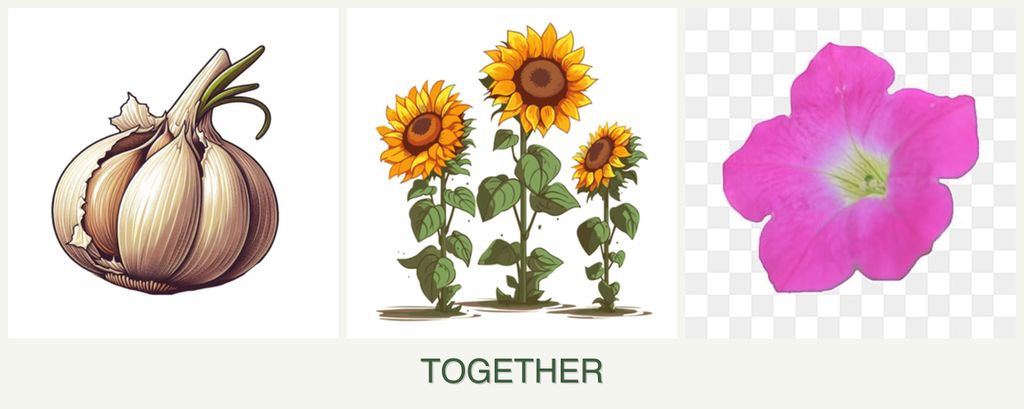 Can you plant garlic, sunflowers and petunias together?