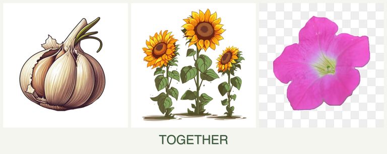 Can you plant garlic, sunflowers and petunias together?