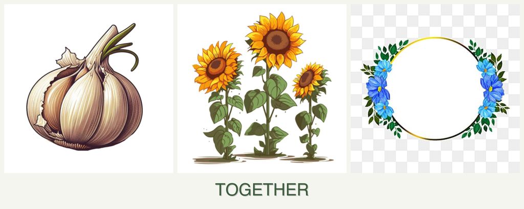 Can you plant garlic, sunflowers and zinnias together?