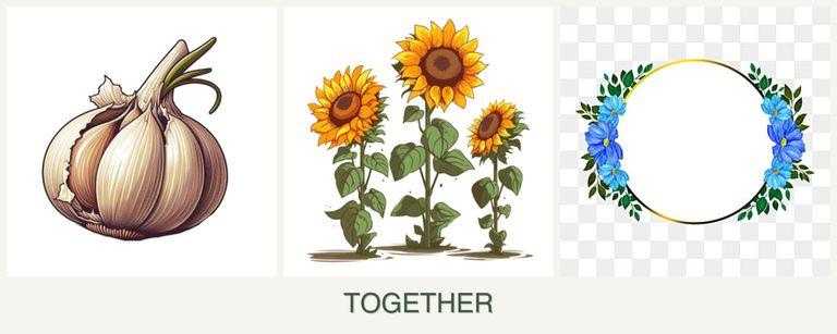Can you plant garlic, sunflowers and zinnias together?