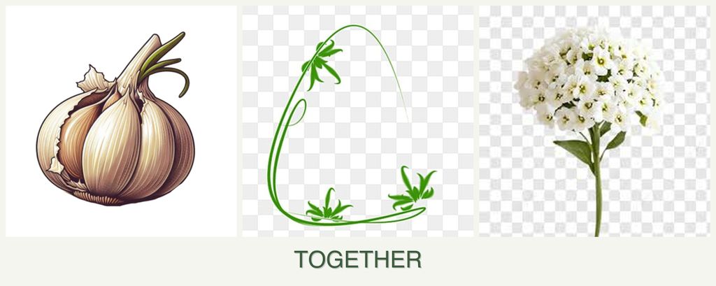 Can you plant garlic, tarragon and alyssum together?