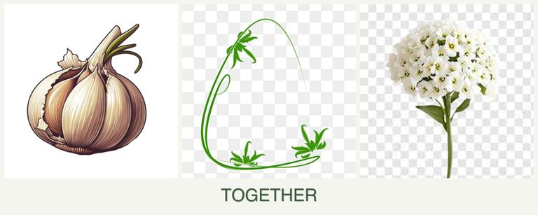 Can you plant garlic, tarragon and alyssum together?