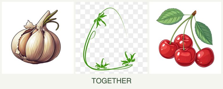 Can you plant garlic, tarragon and cherries together?