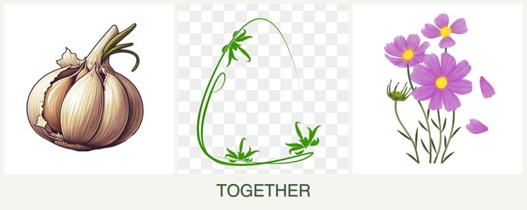 Can you plant garlic, tarragon and cosmos together?