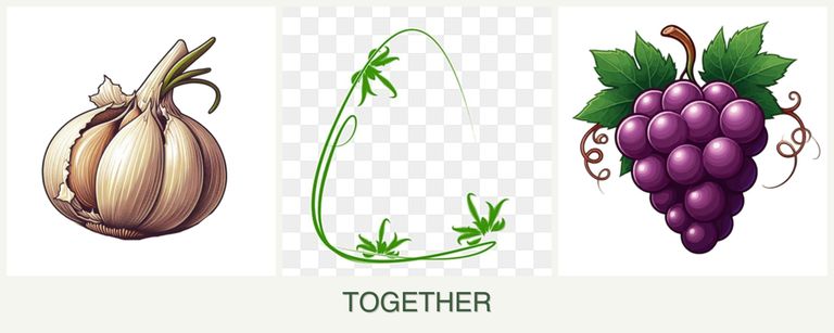 Can you plant garlic, tarragon and grapes together?