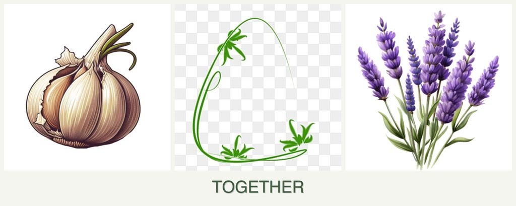 Can you plant garlic, tarragon and lavender together?