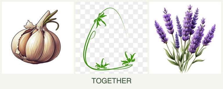 Can you plant garlic, tarragon and lavender together?