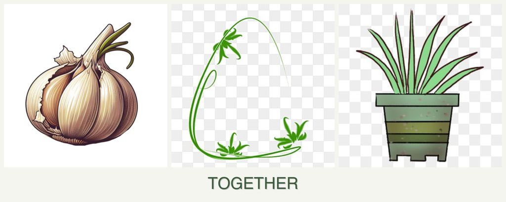 Can you plant garlic, tarragon and lemongrass together?