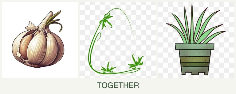 Can you plant garlic, tarragon and lemongrass together?