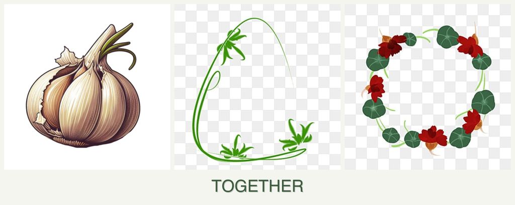 Can you plant garlic, tarragon and nasturtiums together?