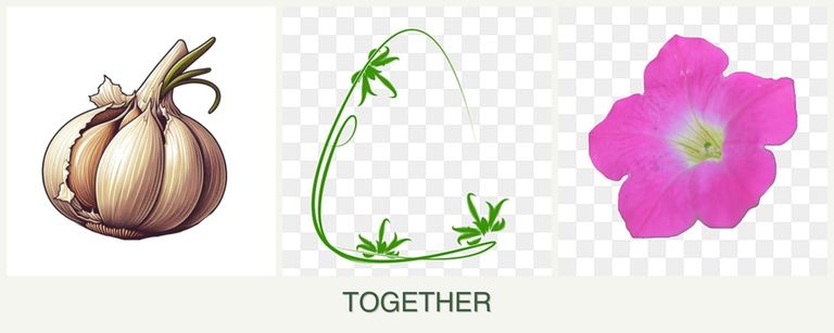Can you plant garlic, tarragon and petunias together?