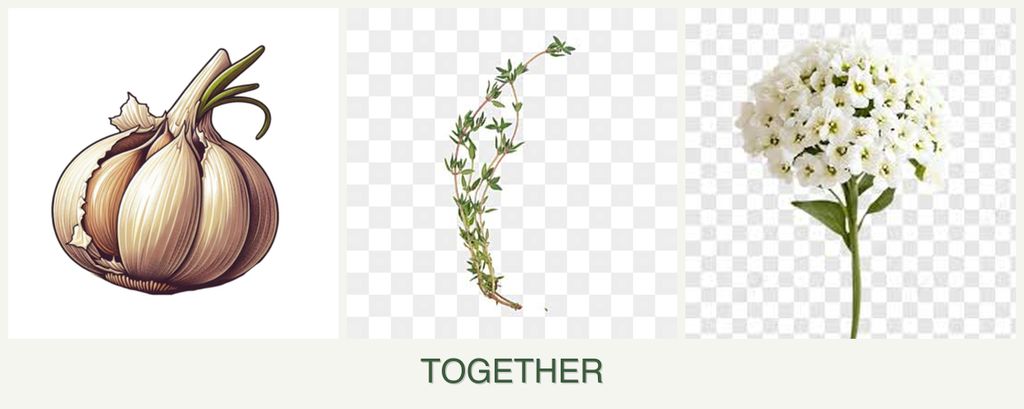 Can you plant garlic, thyme and alyssum together?