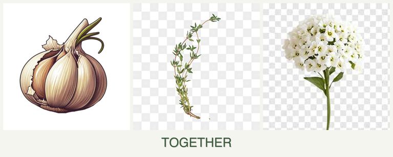 Can you plant garlic, thyme and alyssum together?