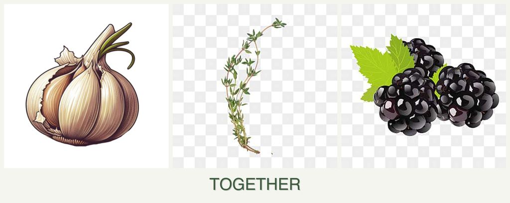 Can you plant garlic, thyme and blackberries together?