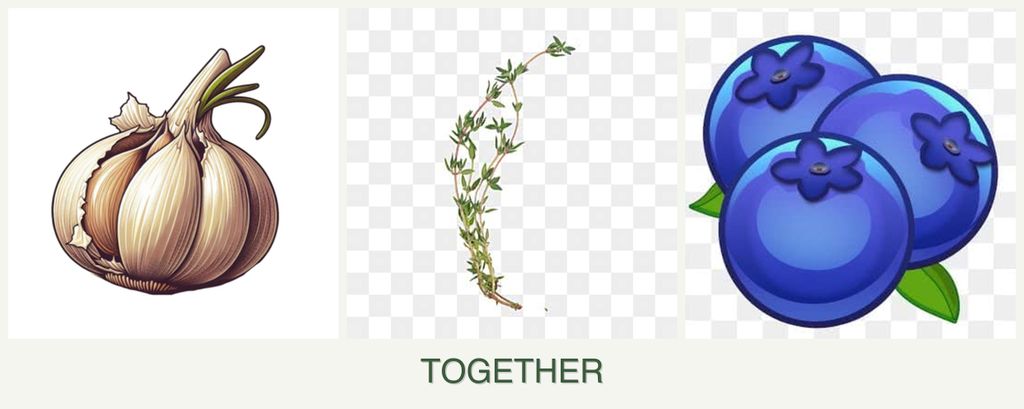 Can you plant garlic, thyme and blueberries together?