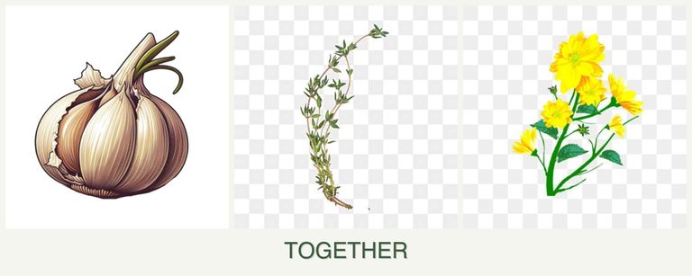 Can you plant garlic, thyme and calendula together?